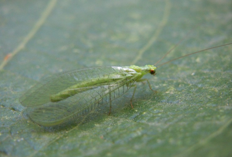 Chrysopa sp.